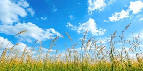 Golden grass swaying in the breeze beneath a bright blue sky with fluffy white clouds creating a serene and picturesque landscape scene.