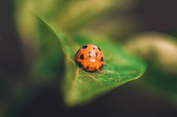 Coccinella septempunctata (Seven-spotted Ladybug)