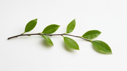 Single green branch with leaves on white background. Ideal for minimalist design, natural elements, and eco-friendly concepts