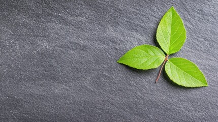 Fresh green leaves on dark stone, nature background, spa, wellness