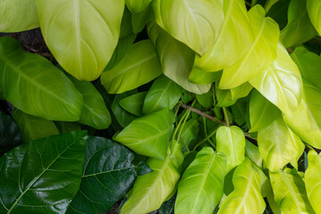 Philodendron 'Lemon Lime' Plant with Bright Green Foliage