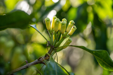 Fototapeta premium Clove Buds (Syzygium aromaticum)