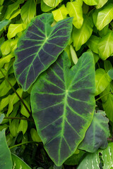 Philodendron Cordatum and Philodendron 'Lemon Lime' Plant Varieties