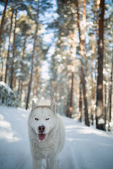 siberian husky dog