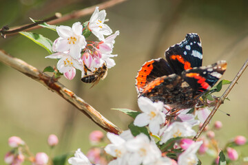 Beautiful butterfly and bee interacting with spring flowers in a natural garden setting