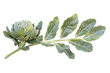 Vibrant Green Artichoke with Intact Leaves, Isolated on Pure White Background - Perfect for Culinary, Health, and Lifestyle Designs. A Fresh, Crisp Image Showcasing the Beauty and Texture of this     