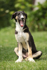 Amazing puppy of Borzoi sitting on the grass