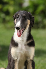 Amazing puppy of Borzoi sitting on the grass