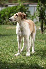 Obraz premium Amazing puppy of Borzoi standing in the garden