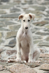 Obraz premium Nice puppy of Borzoi sitting on rocks