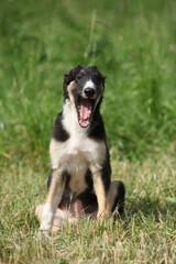 Amazing puppy of Borzoi sitting on the grass