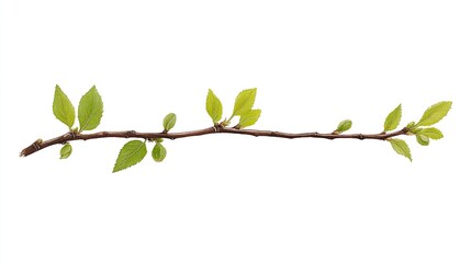 Fresh green leaves on a slender branch against a white background, ideal for nature-themed designs