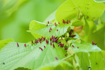 Eriophyes tiliae infestation on linden tree leaves observed in a natural environment during spring