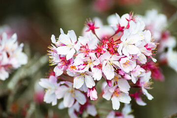 Cherry blossom sakura blooms in spring, showcasing vibrant pink petals and delicate yellow stamens in a tranquil natural setting