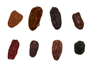 various of date fruit painting illustration