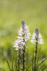 Beautiful asphodelus albus blooms in a vibrant Mediterranean landscape during springtime