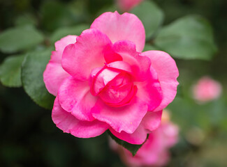 Obraz premium Beautiful pink rose blooming in a garden during springtime showcasing vibrant colors and delicate petals