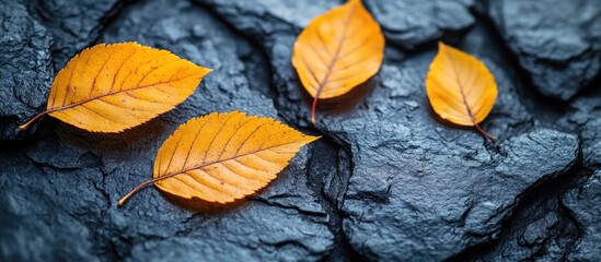 Yellow autumn leaves on textured gray stone surface creating a seasonal nature backdrop with vibrant colors and contrasting elements.