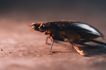 Dytiscus marginalis - Great Diving Beetle