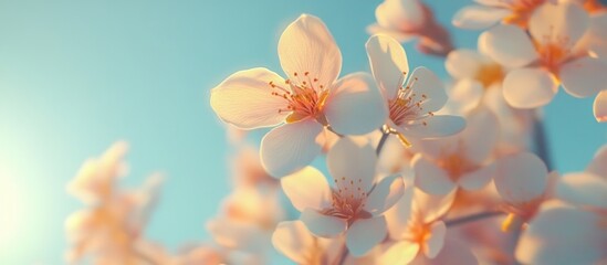 Almond Blossom in Madrid with Soft Pink Petals Against a Blue Sky Capturing Nature's Beauty in Springtime Serenity