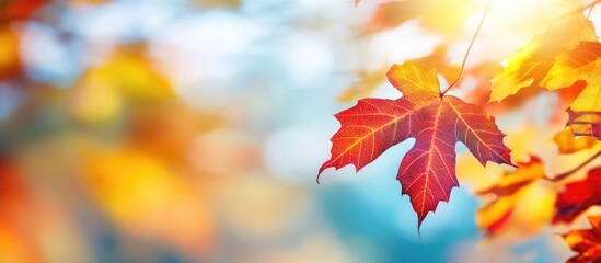 Vibrant autumn landscape featuring colorful maple leaves under soft sunlight in an Indian summer setting