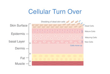 Cellular turnover diagram. Shedding of dead skin cells out of skin surface. cells produced in basal layer then maturing and move up.