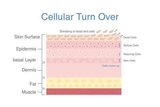 Cellular turnover diagram. Shedding of dead skin cells out of skin surface. cells produced in basal layer then maturing and move up.