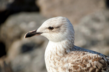 close up of a seagull in the beach