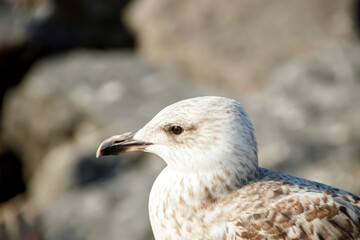 close up of a seagull