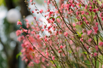 delicate pink plum blossoms on slender branches, with a soft, blurred background, highlighting the fragile beauty of early spring.