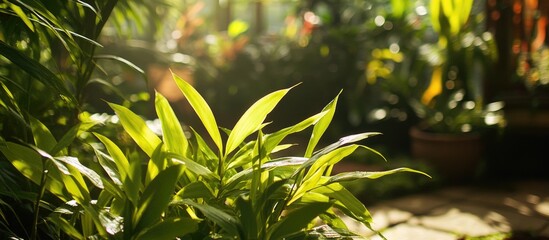 Lush bamboo leaves thriving in a vibrant garden with soft sunlight illuminating the serene natural setting.