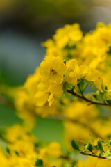 This close-up shot features delicate yellow Mai flowers (Ochna integerrima) with a dark branch and soft lighting, creating a serene and elegant composition.