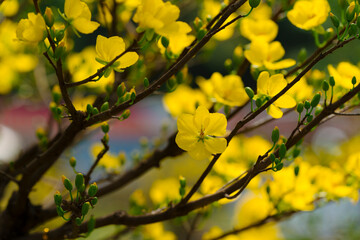 A close-up photograph of a vibrant yellow flower in full bloom, surrounded by blurred yellow blossoms and green foliage. The soft-focus background highlights the delicate petals and intricate details 