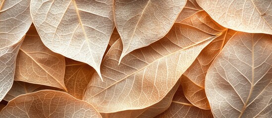 Brown dried leaves background with delicate texture showcasing nature's beauty in an elegant and warm color palette.