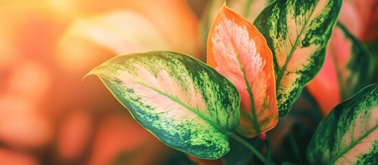 Colorful Aglaonema leaves showcasing vibrant green, orange, and pink hues in a beautifully lit indoor setting. Perfect for nature enthusiasts.