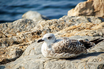 seagull sitting on the rocky beach