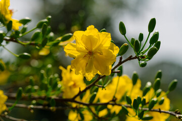 This close-up shot features delicate yellow Mai flowers (Ochna integerrima) with a dark branch and soft lighting, creating a serene and elegant composition.