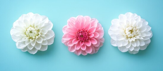 Elegant floral arrangement featuring three exquisite varieties of white and pink flowers on a serene blue background with ample copy space.