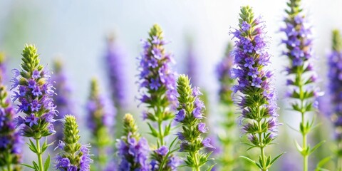 Fototapeta premium Hyssop Blooms Against Soft White Background, blooming, soft focus, blooming, soft focus, botanical, herb, garden,hyssop
