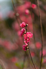 delicate pink plum blossoms on slender branches, with a soft, blurred background, highlighting the fragile beauty of early spring.