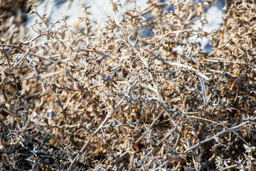 dry grass in the wind