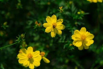 The image showcases bright yellow cosmos flowers blooming in a lush green field. A small bee is seen collecting nectar from one of the flowers, highlighting the harmony between nature and pollinators.