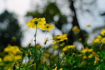 Sunlit yellow cosmos flowers stand tall amidst a garden, with a shallow depth of field emphasizing their vibrant color and delicate petals against a blurred backdrop.