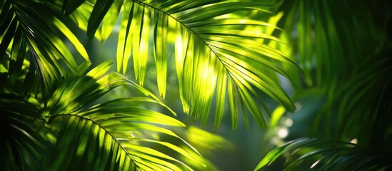 Obraz premium Lush green palm leaves illuminated by soft backlight creating a vibrant and serene natural backdrop for design elements.