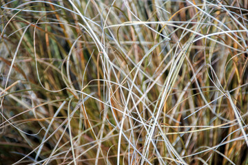 close up of grass in the field