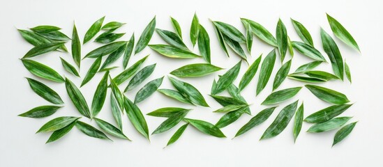 Bamboo leaves arranged on a white background creating a vibrant green foliage theme for design and decoration elements