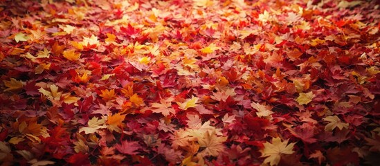 Vibrant autumn maple leaves creating a rich textured background of warm colors and natural beauty