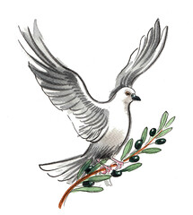 Flying white dove with olive branch. Hand drawn watercolour illustration