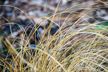 close-up green grass in the wind