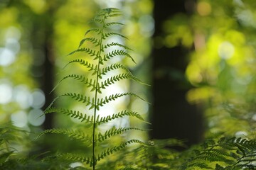 Fern in the forest on a sunny spring morning, June, Poland